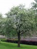 Jarząb szwedzki DUŻE SADZONKI 300-350 cm, obwód pnia 10-12 cm (Sorbus intermedia)